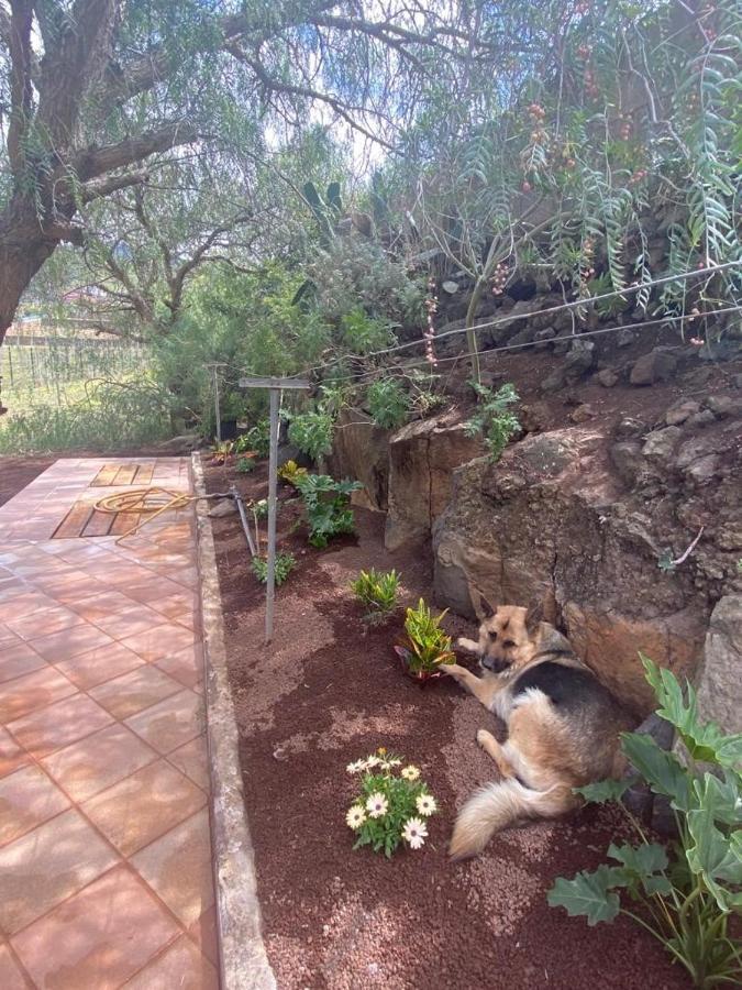Casita Entre Vinedos, Experiencia Rural, Ideal Ninos. Tegueste Eksteriør bilde