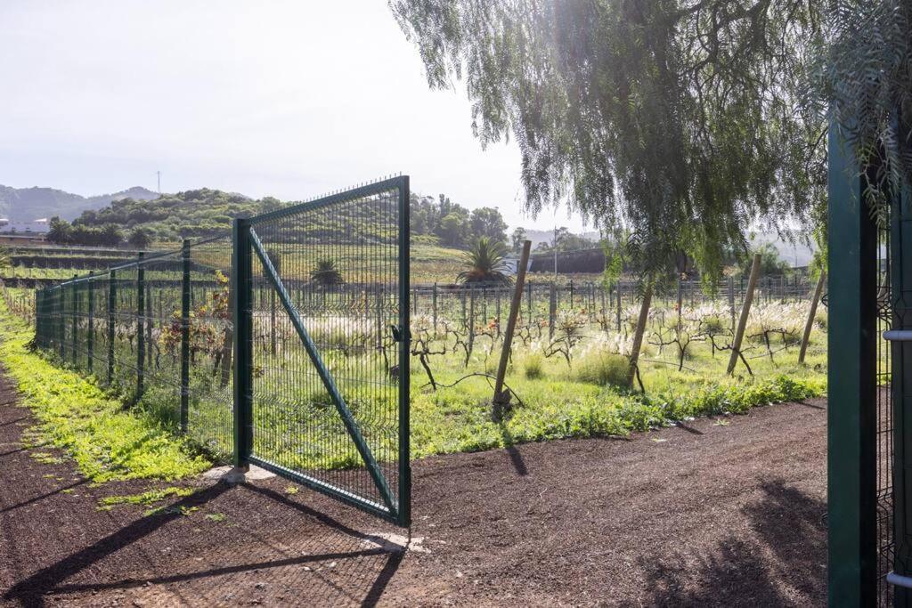 Casita Entre Vinedos, Experiencia Rural, Ideal Ninos. Tegueste Eksteriør bilde