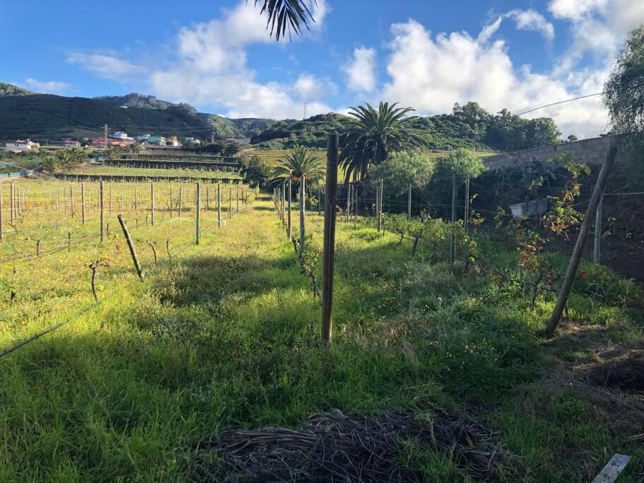 Casita Entre Vinedos, Experiencia Rural, Ideal Ninos. Tegueste Eksteriør bilde